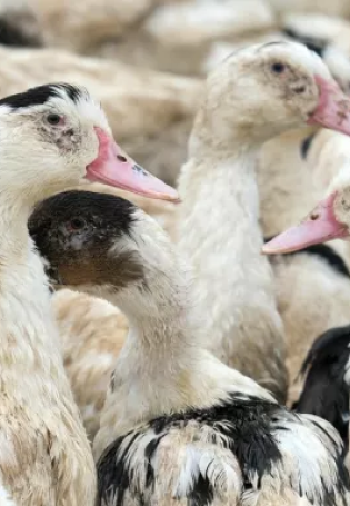 Foyer d'influenza aviaire
