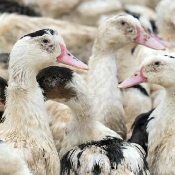 Foyer d'influenza aviaire