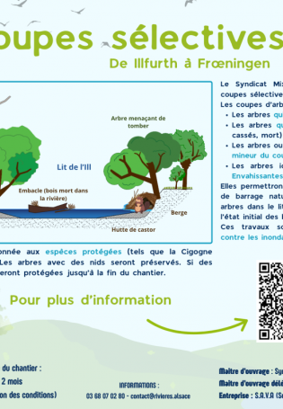TRAVAUX sur la ripisylve entre Illfurth et Froeningue