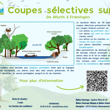 TRAVAUX sur la ripisylve entre Illfurth et Froeningue