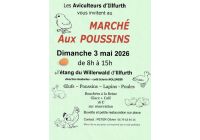 MARCHE AUX POUSSINS