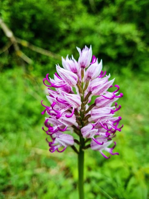 la lande des orchidées