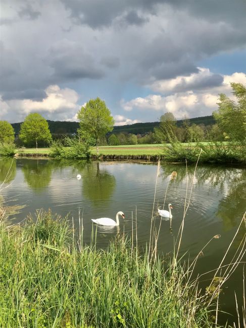 baignade autorisée pour nos cygnes