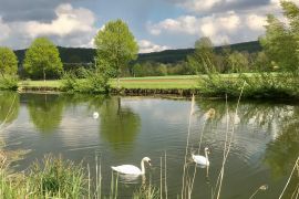 baignade autorisée pour nos cygnes