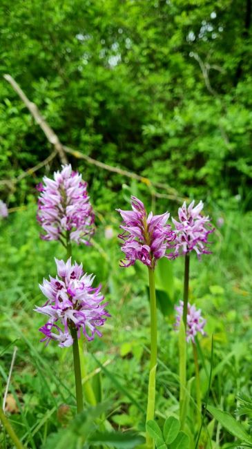 la lande des orchidées