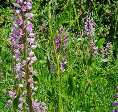 la lande des orchidées